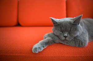 AC Manley / Shutterstock.com
