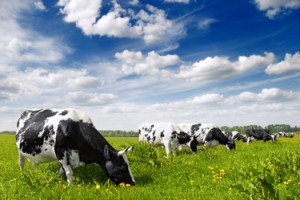 Milch