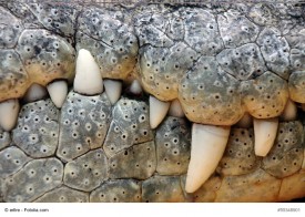 Lacoste Krokodil