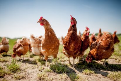 Eier von salmonellenfreien Hühnern - Wettbewerbsrecht irreführend Rechtsanwalt
